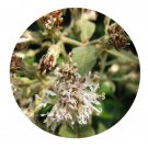 DwarfGiantFarm 500Pcs A Set Vernonia solanifolia Seed  ProQgf