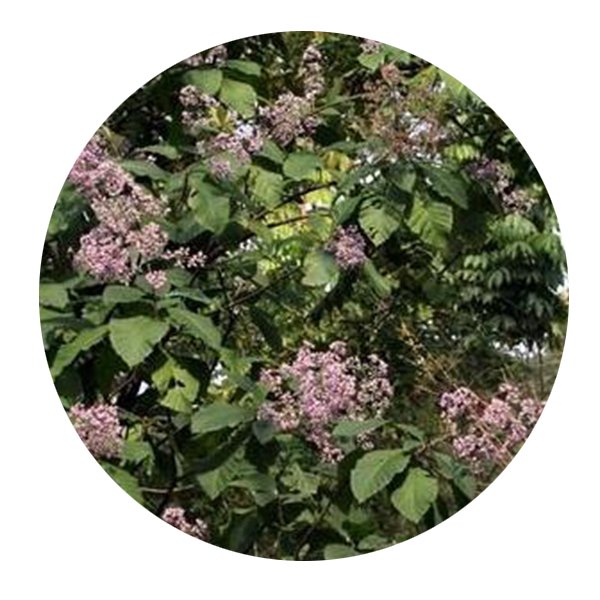 DwarfGiantFarm 500Pcs A Set Vernonia volkameriifolia Seed   ProQgf