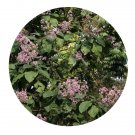 DwarfGiantFarm 500Pcs A Set Vernonia volkameriifolia Seed   ProQgf