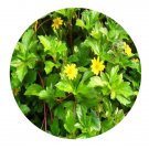 DwarfGiantFarm 500Pcs A Set Wedelia chinensis Seed  ProQgf