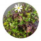 DwarfGiantFarm 500Pcs A Set Senecio macroglossus Seed   ProQgf