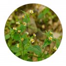 DwarfGiantFarm 500Pcs A Set Galinsoga parviflora Seed ProQgf