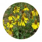 DwarfGiantFarm 500Pcs A Set Heleniun bigelovii Seed  ProQgf