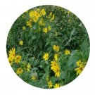DwarfGiantFarm 500Pcs A Set Helianthus tuberosus Seed ProQgf