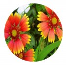 DwarfGiantFarm 500Pcs A Set Gaillardia pulchella Seed  ProQgf