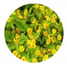 DwarfGiantFarm 500Pcs A Set Melampodium Lemon Delight Seed  ProQgf