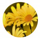 DwarfGiantFarm 500Pcs A Set Doronicum gansuense Seed  ProQgf