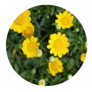 DwarfGiantFarm 500Pcs A Set Chrysanthemum multicaule See  ProQgf