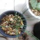 DwarfGiantFarm 100Pcs A Set Haworthia graminifolia seed ProQgf