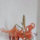 DwarfGiantFarm 100Pcs A Set Lilium possibly L.lancifolium seed ProQgf