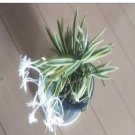 DwarfGiantFarm 100Pcs A Set Neofinetia falcata Aureo Marginata seed ProQgf