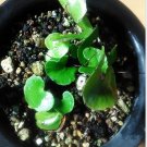 DwarfGiantFarm 100Pcs A Set Adiantum reniforme var.sinense seed ProQgf