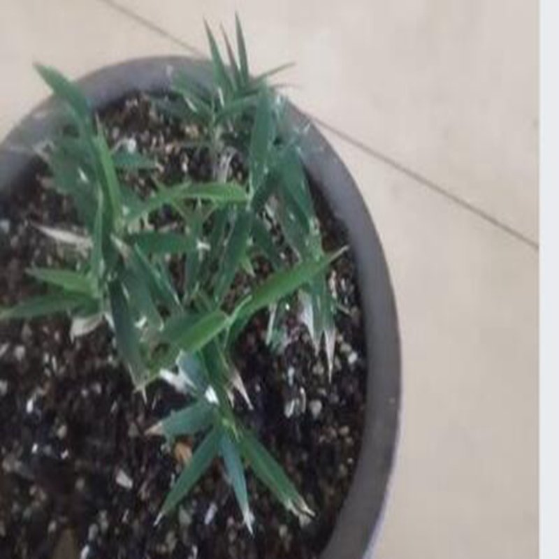 DwarfGiantFarm 100Pcs A Set Pseudosasa owatari seed ProQgf