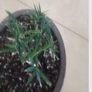 DwarfGiantFarm 100Pcs A Set Pseudosasa owatari seed ProQgf