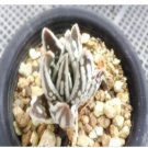 DwarfGiantFarm 100Pcs A Set Haworthia cv. Tears of Angels seed ProQgf