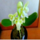 DwarfGiantFarm 100Pcs A Set Phalaenopsis japonica Alba seed ProQgf