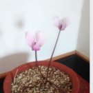 DwarfGiantFarm 100Pcs A Set Cyclamen graecum seed ProQgf