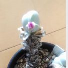 DwarfGiantFarm 100Pcs A Set Muiriogibbaeum muirioids ex Steven Hammer seed ProQgf