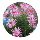 DwarfGiantFarm 800Pcs A Set Argyranthemum gracile cv. Double Pink Seed ProQgf