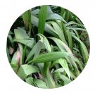 DwarfGiantFarm 800Pcs A Set Curculigo capitulata Seed ProQgf
