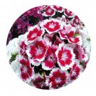 DwarfGiantFarm 8000Pcs A Set Dianthus barbatus Seed  ProQgf
