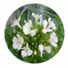 DwarfGiantFarm 8000Pcs A Set Dianthus japonicus Thun Seed  ProQgf
