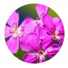 DwarfGiantFarm 8000Pcs A Set Dianthus plumarius Seed   ProQgf