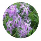 DwarfGiantFarm 800Pcs A Set Dianthus superbus Seed  ProQgf