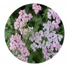 DwarfGiantFarm 800Pcs A Set Achilea Seed ProQgf