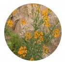 DwarfGiantFarm 800Pcs A Set Erysimum bungei Seed ProQgf