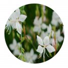 DwarfGiantFarm 800Pcs A Set Gaura lindheimeri Seed ProQgf