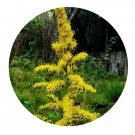 DwarfGiantFarm 800Pcs A Set Golden-rod Seed  ProQgf