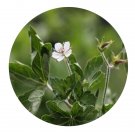 DwarfGiantFarm 800Pcs A Set Geranium sibiricum Seed  ProQgf