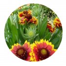 DwarfGiantFarm 800Pcs A Set Gazania rigens Seed ProQgf