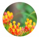 DwarfGiantFarm 800Pcs A Set Asclepias curassavica Seed ProQgf