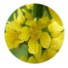DwarfGiantFarm 800Pcs A Set Agrimonia pilosa Ledeb Seed ProQgf