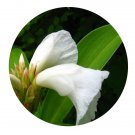 DwarfGiantFarm 800Pcs A Set Costus speciosus Seed ProQgf