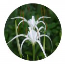 DwarfGiantFarm 800Pcs A Set Hymenocallis Spciosa Seed ProQgf