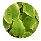 DwarfGiantFarm 800Pcs A Set Hosta sieboldiana Seed ProQgf