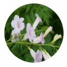 DwarfGiantFarm 800Pcs A Set Incarvillea arguta Seed ProQgf