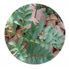 DwarfGiantFarm 800Pcs A Set Incarvillea delavayi Seed ProQgf