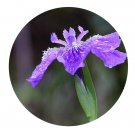 DwarfGiantFarm 800Pcs A Set Iris delavayi Mich Seed  ProQgf