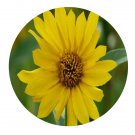 DwarfGiantFarm 800Pcs A Set Helianthus tuberosus Seed ProQgf