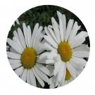 DwarfGiantFarm 800Pcs A Set Chrysanthemum maximum Seed ProQgf