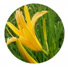 DwarfGiantFarm 800Pcs A Set Hemerocallis Seed ProQgf