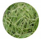 DwarfGiantFarm 800Pcs A Set Arrhenatherum elatius Seed ProQgf