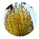 DwarfGiantFarm 100Pcs A Set Banksia integrifolia Seed ProQgf