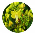 DwarfGiantFarm 100Pcs A Set Caesalpinia sappan L Seed  ProQgf