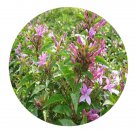 DwarfGiantFarm 100Pcs A Set Pseuderanthemum laxiflorum Seed  ProQgf