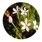 DwarfGiantFarm 100Pcs A Set Plumbago zeylanica Seed ProQgf